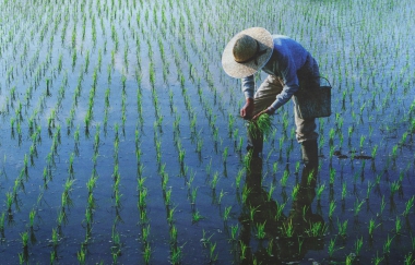  Đồng Bằng Sông Cữu Long có thể sản xuất 4 vụ lúa trong một năm được không? 