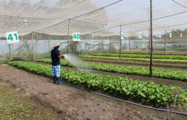 Sử dụng phân bón hữu cơ: Giải pháp ‘xanh’ cho nông nghiệp
